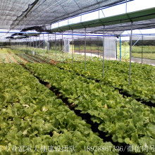 壽光永強(qiáng)大棚保溫被廠 守護(hù)冬日里的蔬菜“溫暖家園”